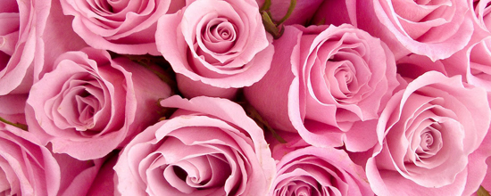 dagtocht rozenparadijs